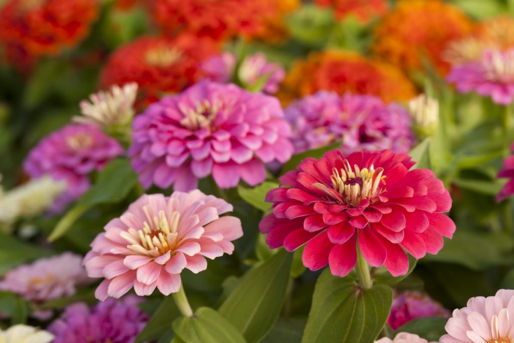 A close up of a flower